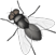 fly